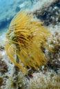 Tubeworm underwater Sabella spallanzaniiÃÂ Sea Life